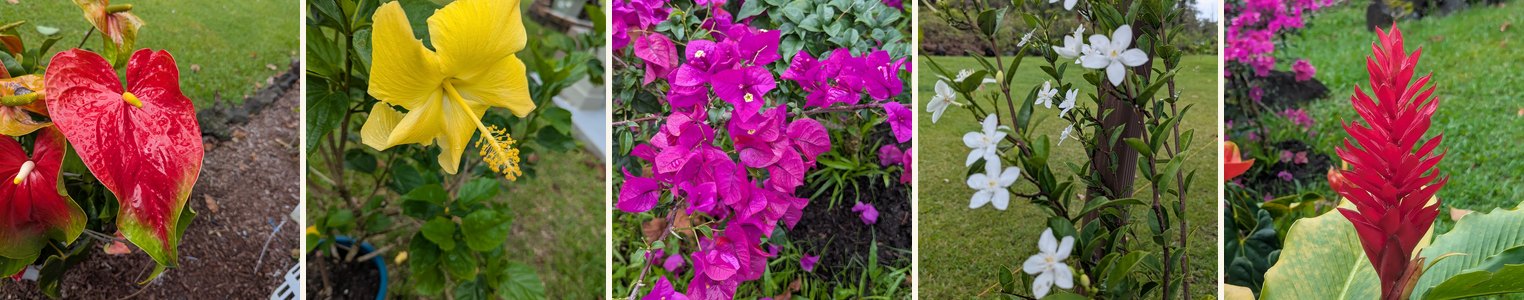 Real flowers from the property