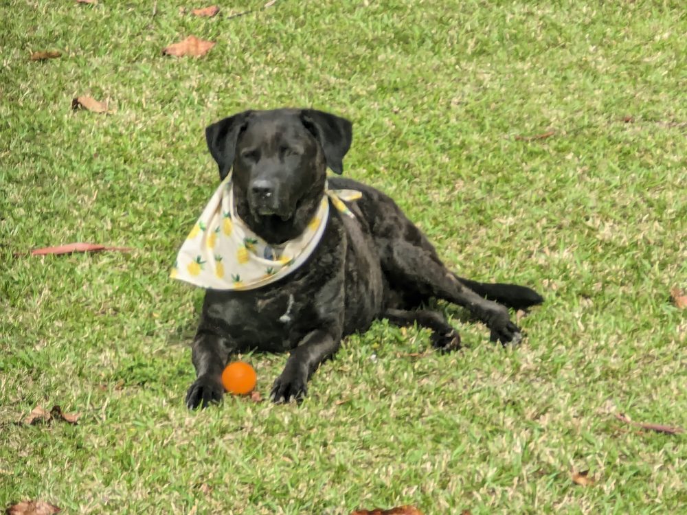 Oakley on the lawn at the property